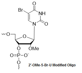 Bio-Synthesis Inc. Oligo Structure